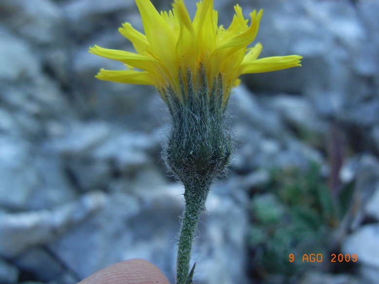 Monte Miletto6 - Hieracium sp.